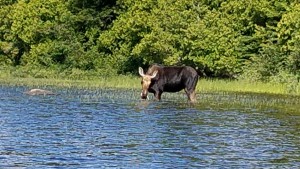 A Moose Wading in Water