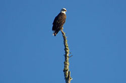 Bald Eagle on Top of a Tree in Maine