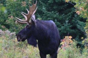 Closeup of a Moose in the Forest