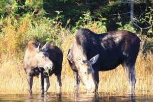 Moose Drinking Out of a River