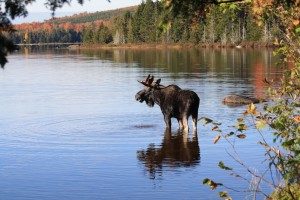 Moose Wading in a Lake