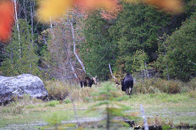 Moose Walking Through a Field
