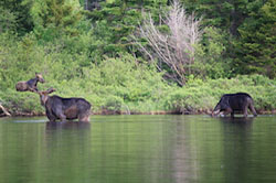 Moose Wading in a Lake