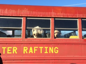 Red Bus With Dogs in the Window